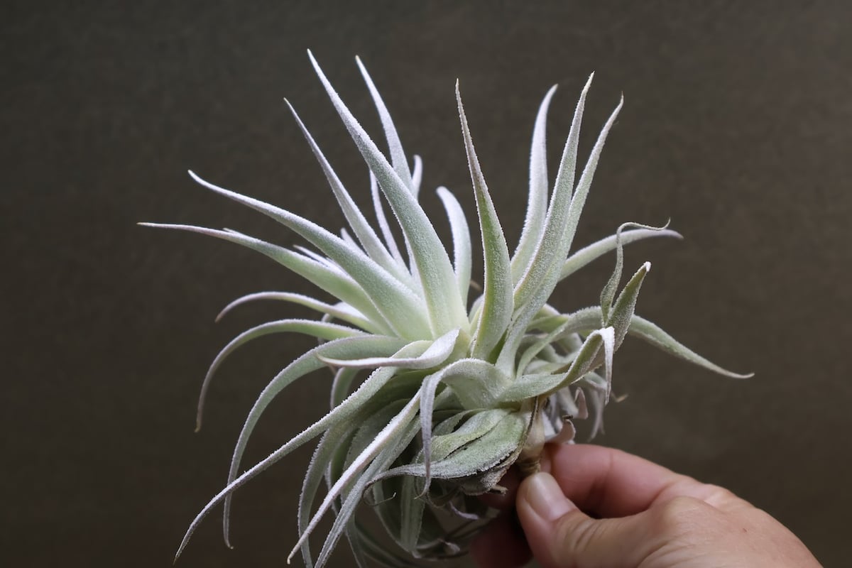 ガルドネリ ルピコラ 02号 | air-plants TENGU-DO
