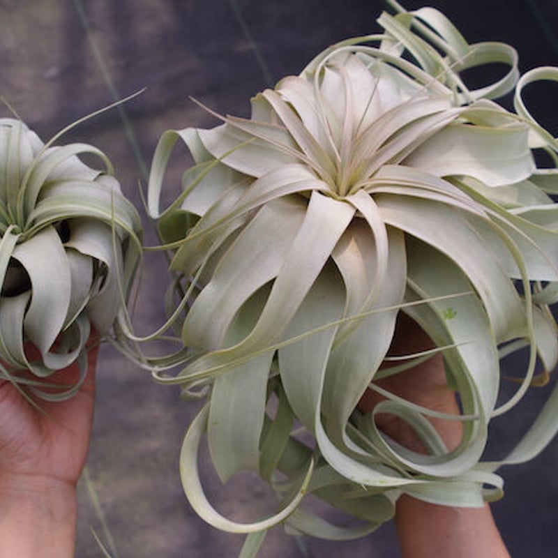 キセログラフィカ Lサイズ | air-plants TENGU-DO キセログラフィカ Lサイズ | air-plants TENGU-DO