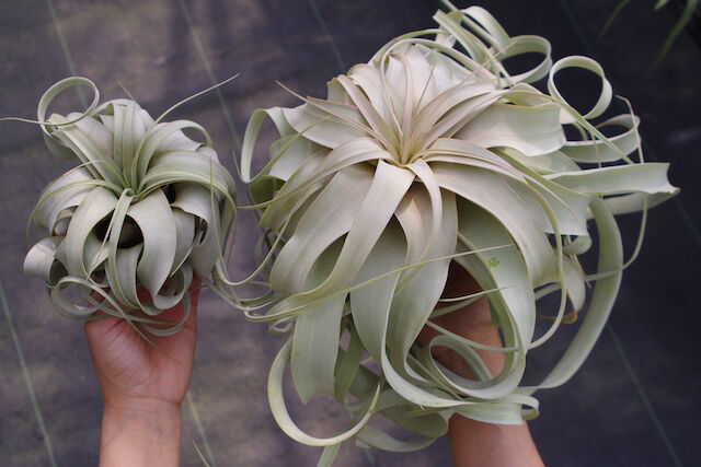 キセログラフィカ Lサイズ | air-plants TENGU-DO キセログラフィカ Lサイズ | air-plants TENGU-DO