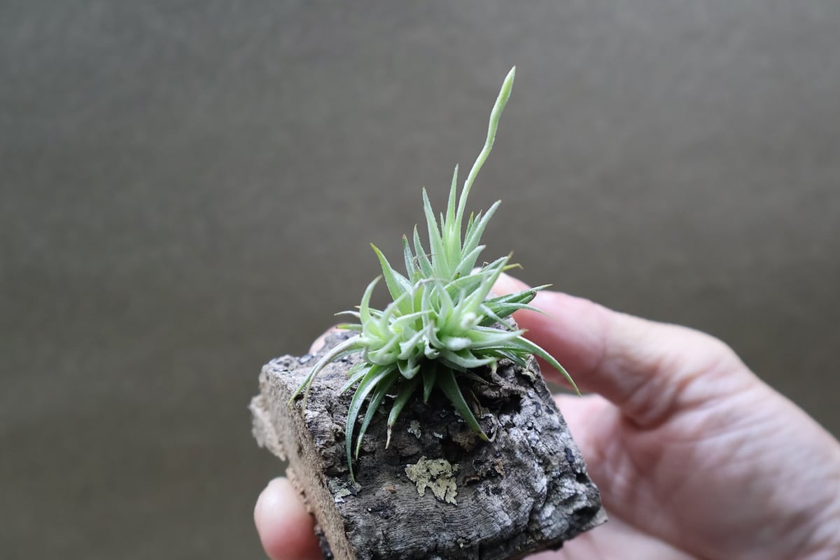 ロリアセア クランプ 14号 | air-plants TENGU-DO