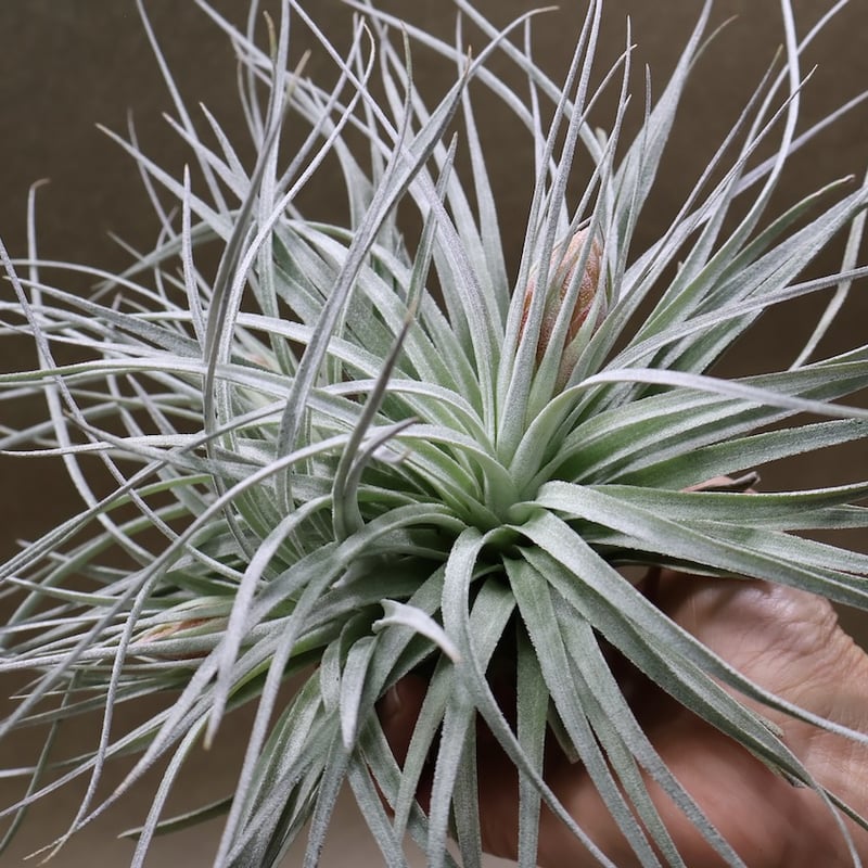 コットンキャンディ クランプ 花芽付き株 30号 | air-plants TENGU-DO