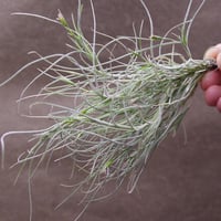 レクルビフォリア サブセクンディフォリア クランプ 09号 | air-plants