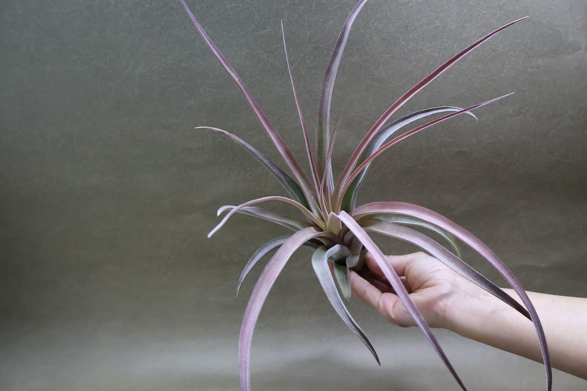 カピタータ×ストレプトフィラ Mサイズ 16号 | air-plants TENGU-DO