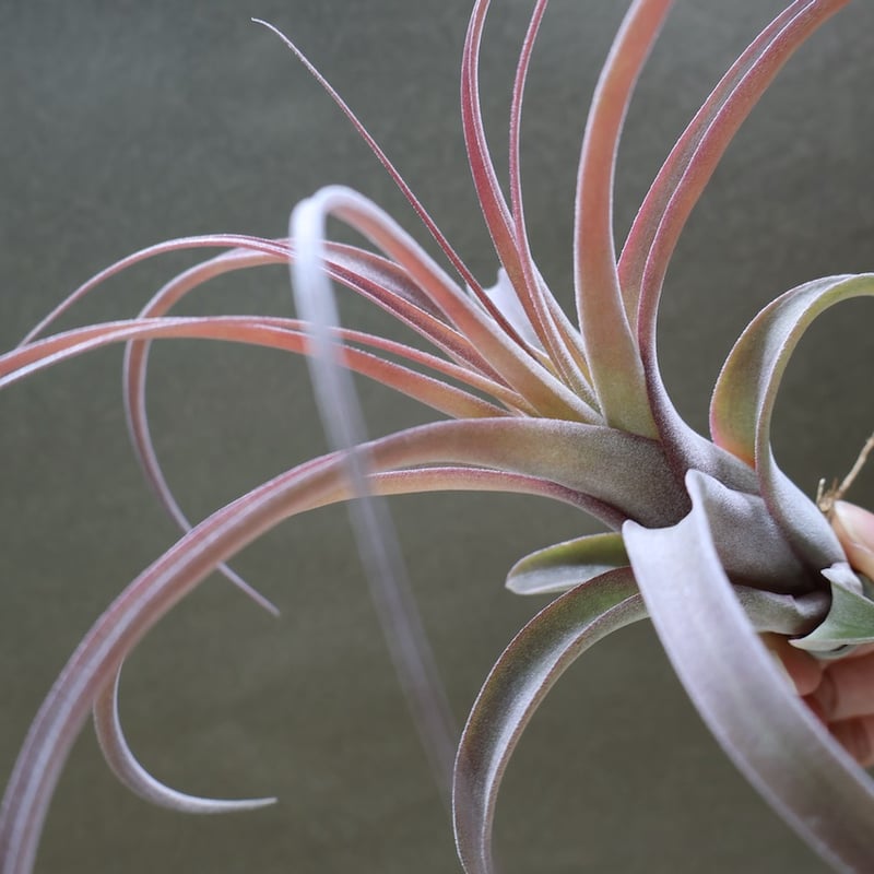 ストレプトフィラ×キセログラフィカ 12号 | air-plants TENGU-DO