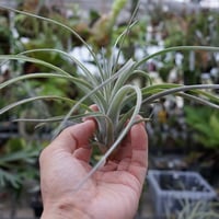 イオナンタ アルビノ 33号 | air-plants TENGU-DO