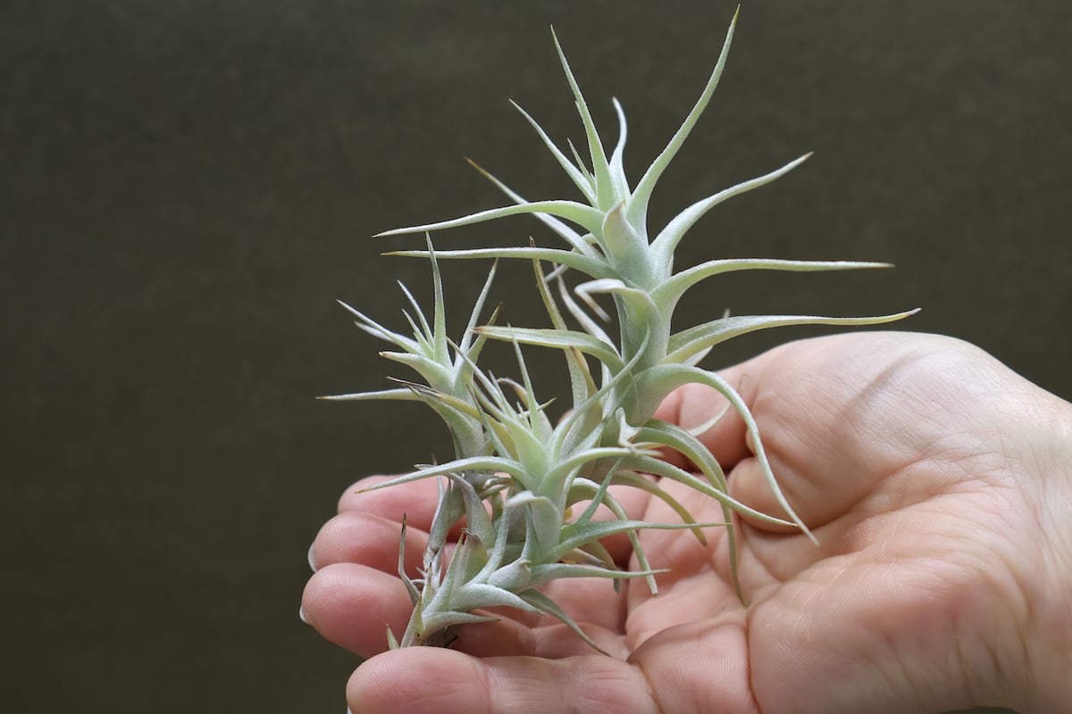 アルビダ ミノール 06号 | air-plants TENGU-DO