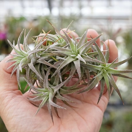 CATEGORY 品種名：I/J/K/L | air-plants TENGU-DO