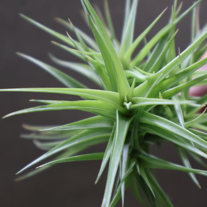 アエラントス グリーンジェム クランプ 17号 | air-plants TENGU-DO