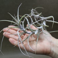 サカパネンシス 06号 | air-plants TENGU-DO