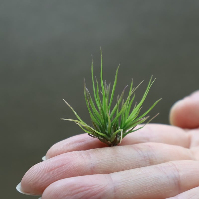 チランジア　イッツィービッツィー 謎多き小型種【ショータイム イッツィービッツィー】Tillandsia