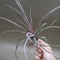 スタッフ特選】カピタータ シルバーローズ 2XLサイズ | air-plants