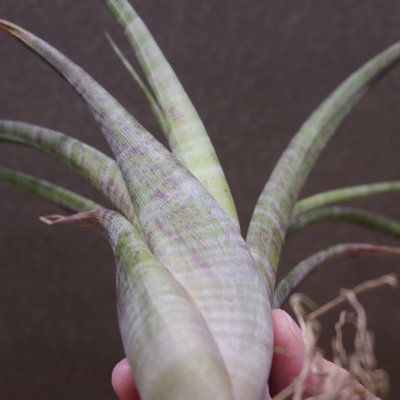 フレクスオーサ ツイスティッドフォーム 28号 | air-plants TENGU-DO フレクスオーサ ツイスティッドフォーム 28号 | air-plants TENGU-DO