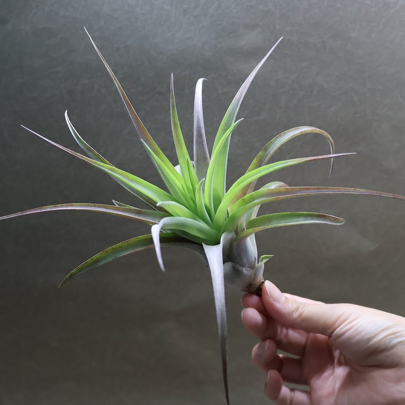 ラブノット（カピタータ×ストレプトフィラ）Mサイズ70号 | air