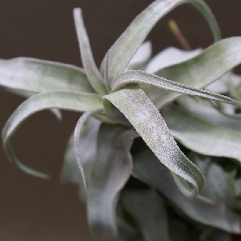 ストレプトフィラ 22号 | air-plants TENGU-DO