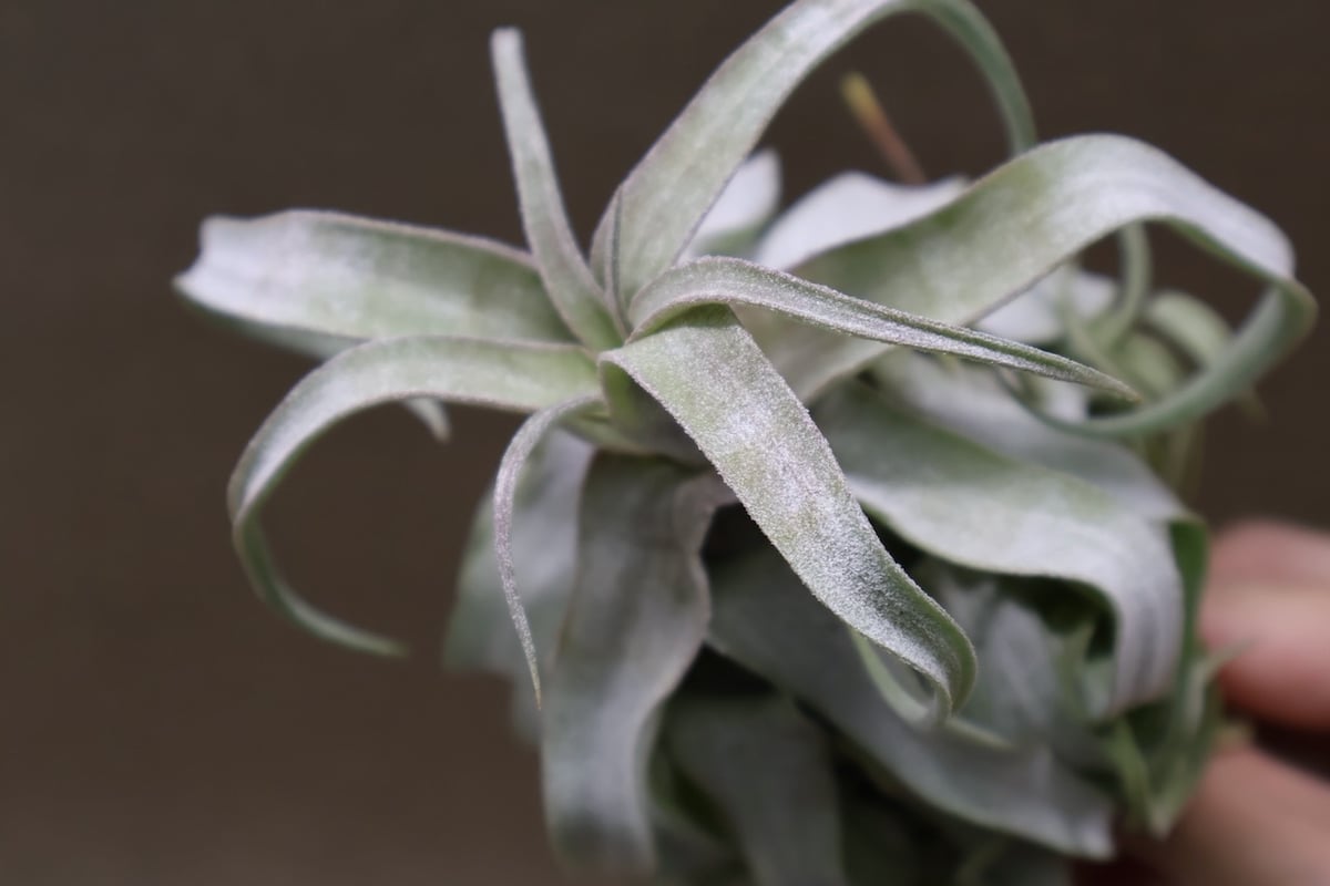 ストレプトフィラ 22号 | air-plants TENGU-DO