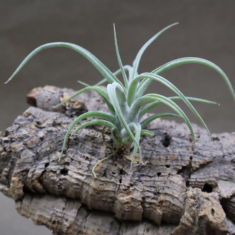 ベアコレアーレ × カプトメドーサエ ソノランスノー 05号 | air-plants