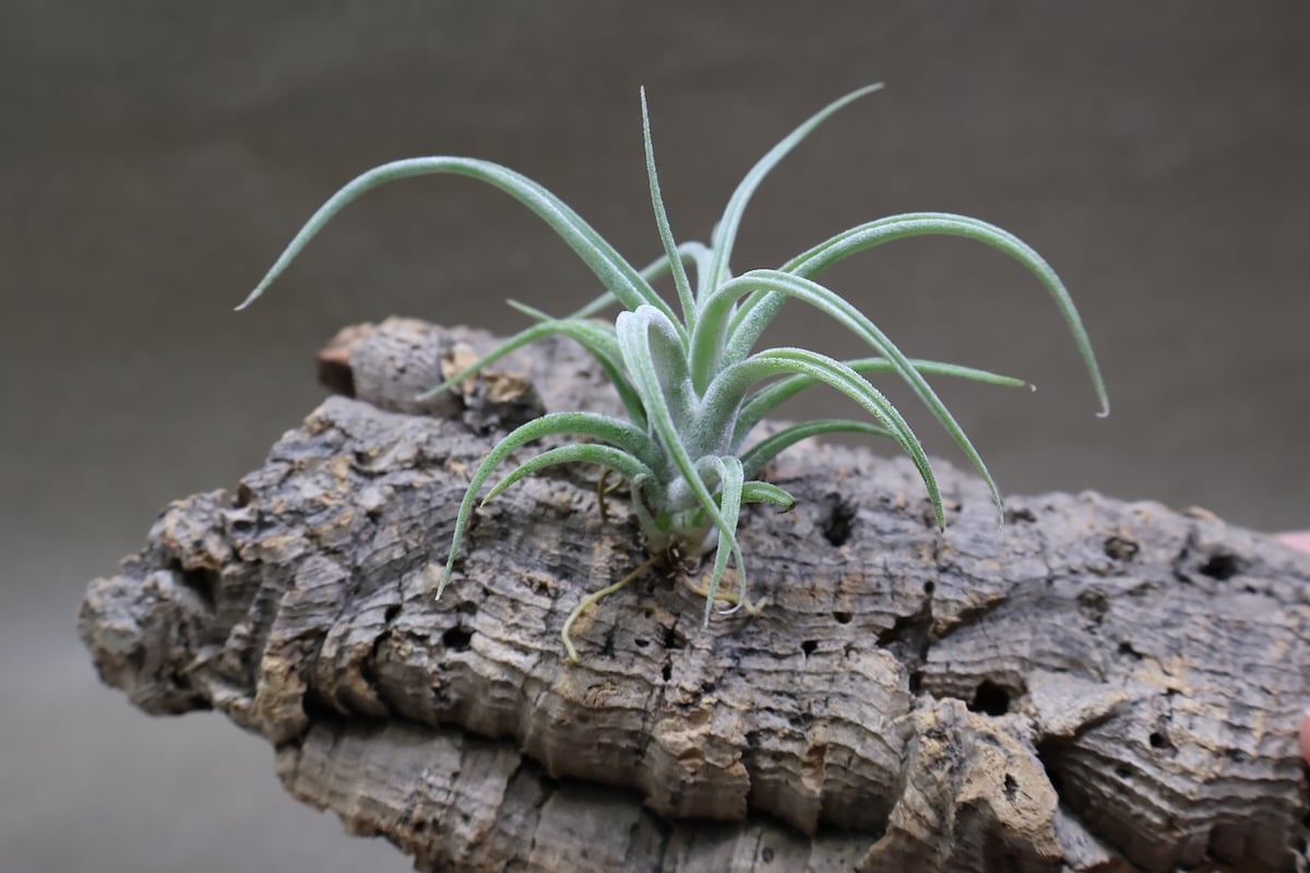 ベアコレアーレ × カプトメドーサエ ソノランスノー 05号 | air-plants