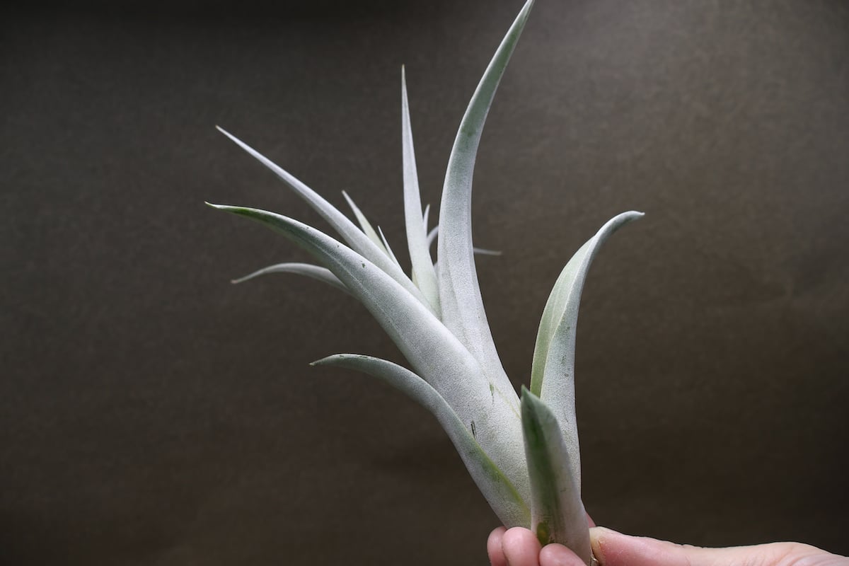 エリザベシアエ 04号 | air-plants TENGU-DO