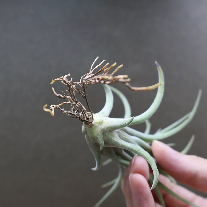 リオホンドエンシス × イオナンタ Sサイズ13号 | air-plants TENGU-DO