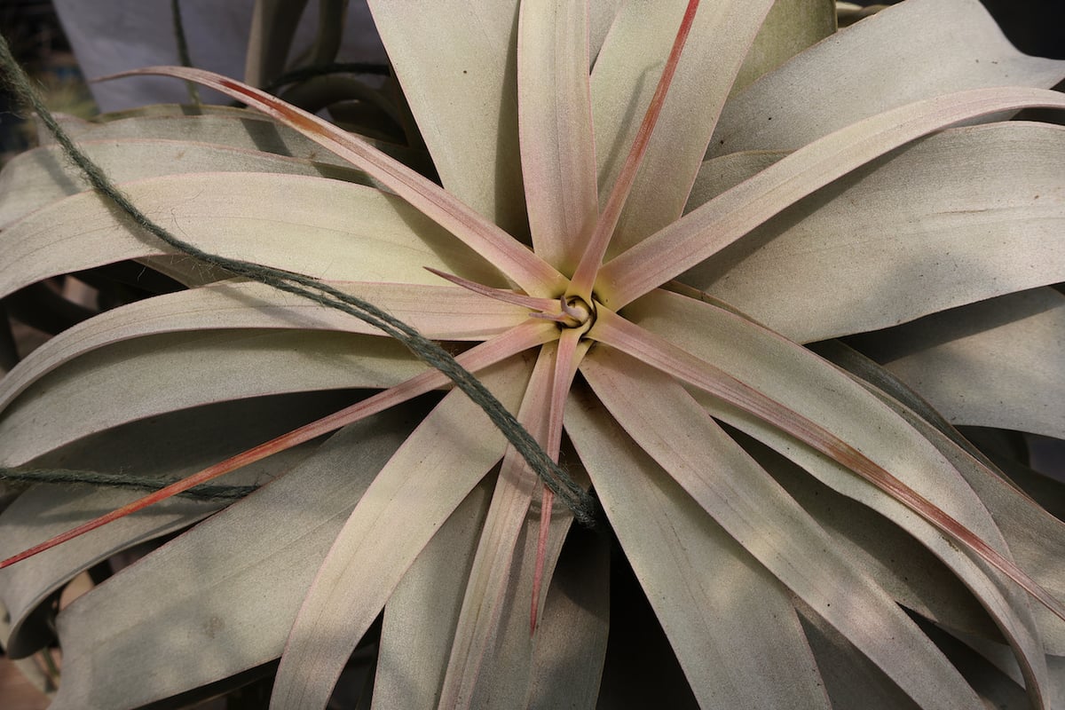 キセログラフィカ 特大2XLサイズ 05号 | air-plants TENGU-DO