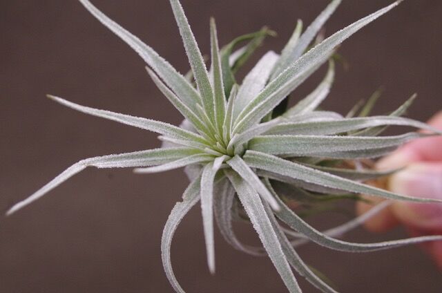モーリアナ 18号 | air-plants TENGU-DO