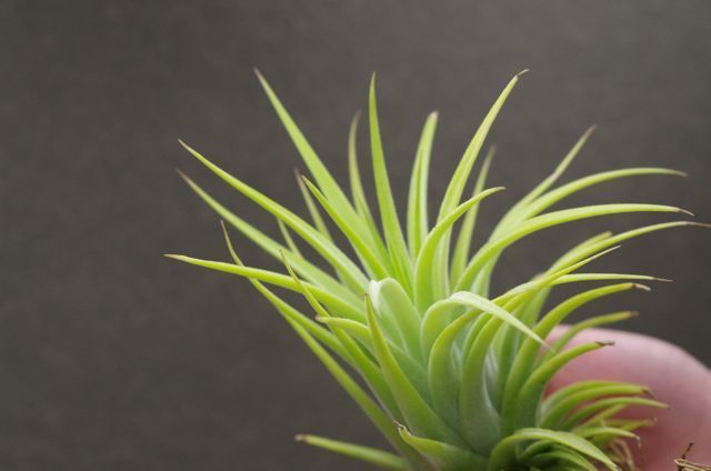 イオナンタマキシマアルビノ 09号 | air-plants TENGU-DO