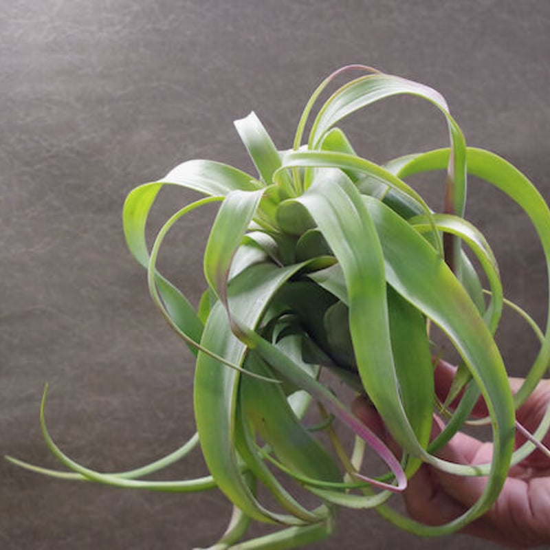 フレクスオーサ × ストレプトフィラ 02号 | air-plants TENGU-DO