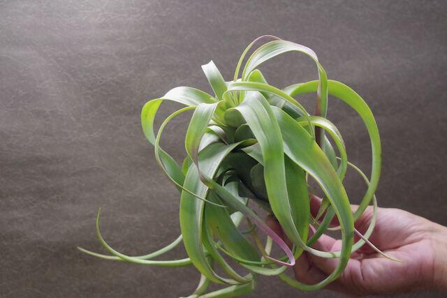 フレクスオーサ × ストレプトフィラ 02号 | air-plants TENGU-DO