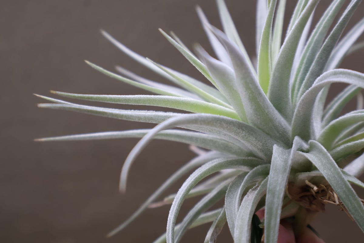 ディディスティカ 20号 | air-plants TENGU-DO