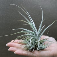 ハリシー × キセログラフィカ 01号 | air-plants TENGU-DO