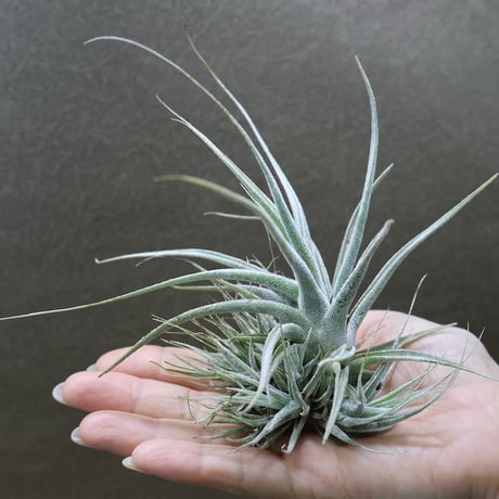 CATEGORY 品種名：E/F/G/H | air-plants TENGU-DO