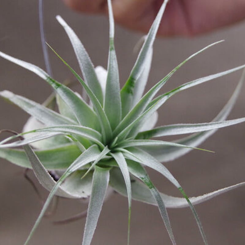 ガルドネリ ルピコラ 01号 | air-plants TENGU-DO