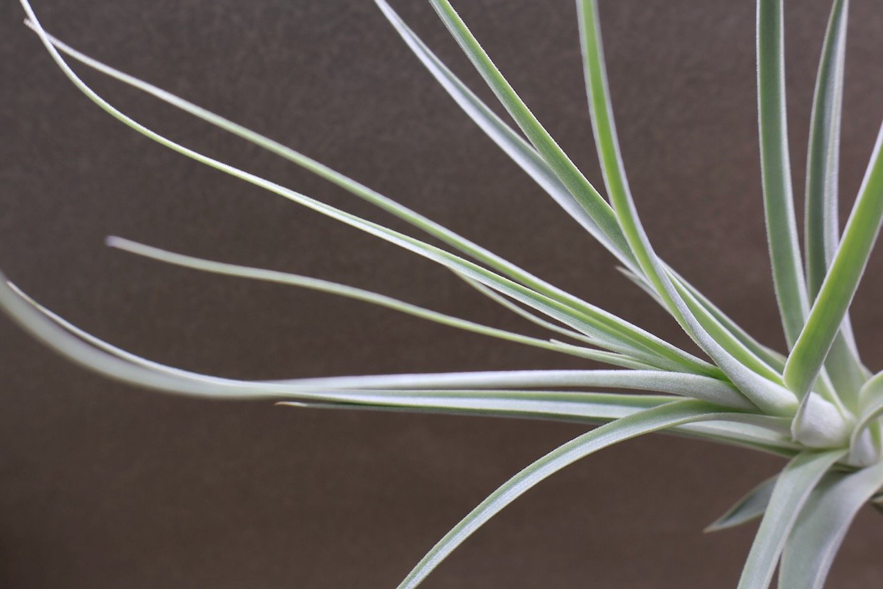 ストラミネア 26号 | air-plants TENGU-DO