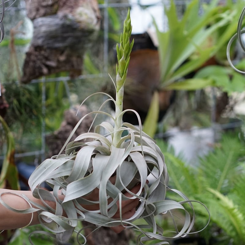 エアープランツ　チランジア　キセログラフィカ　特大　花芽 楽天市場】チランジア（キセログラフィカ：特大） 3Lサイズ 苗