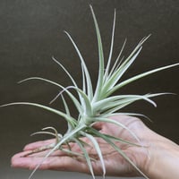ショータイム × セレリアナ 01号 | air-plants TENGU-DO