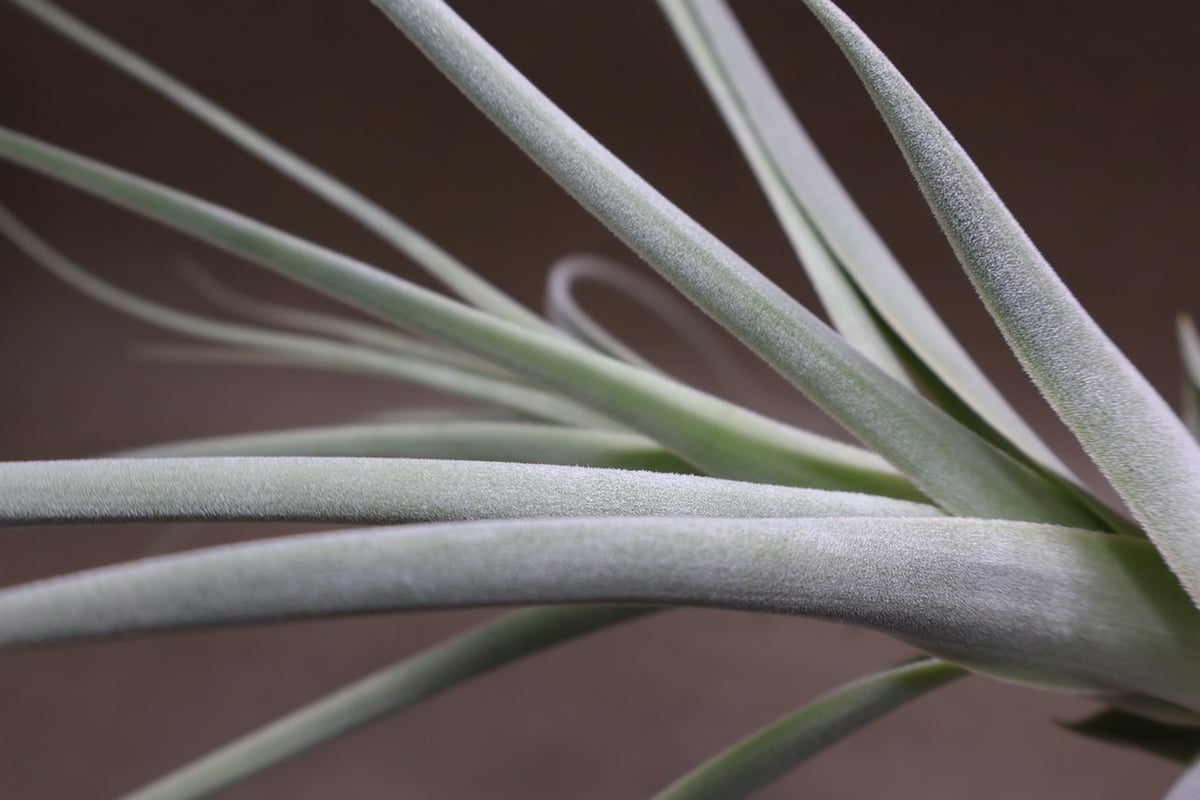 子株複数付き！大株　チランジア・ストラミネア ストラミネア 26号 | air-plants TENGU-DO