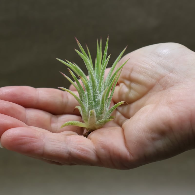 イオナンタピーチ 142号 | air-plants TENGU-DO