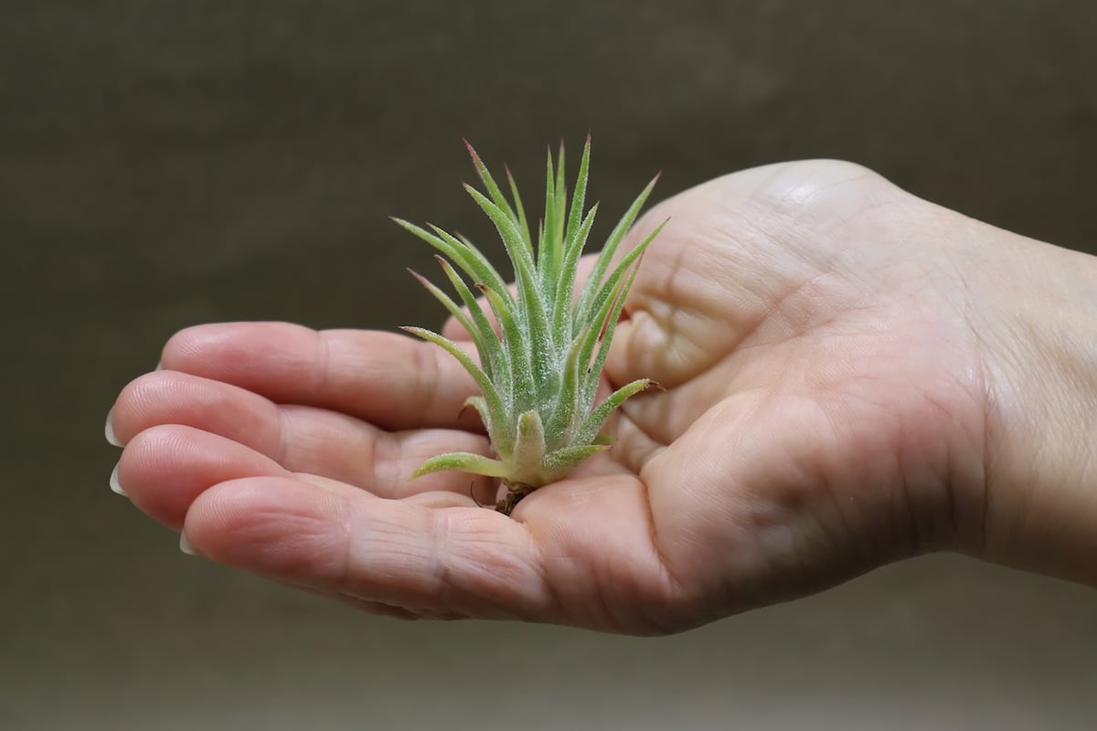 イオナンタピーチ 142号 | air-plants TENGU-DO