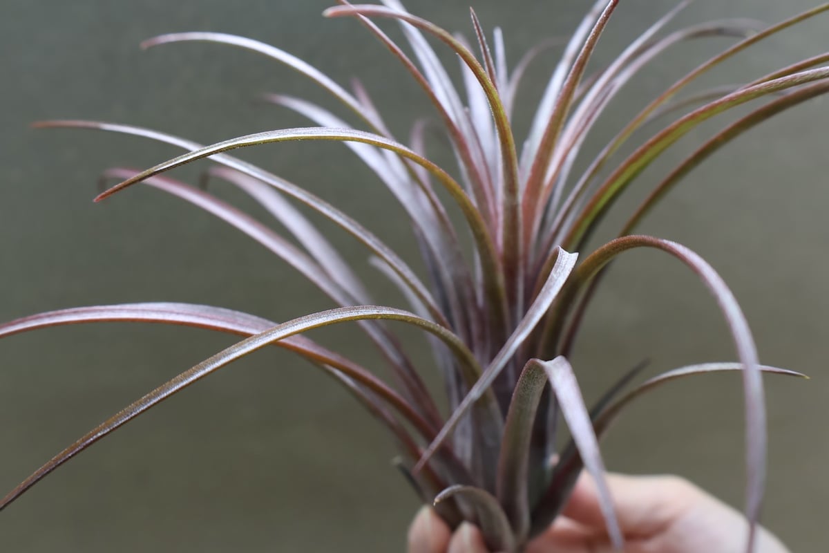 ティムズ アウトバースト （ カピタータ ドミンゲンシス x イオナンタ