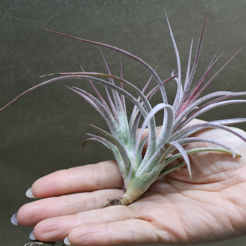 シーディアナ × イオナンタストリクタ 09号 | air-plants TENGU-DO