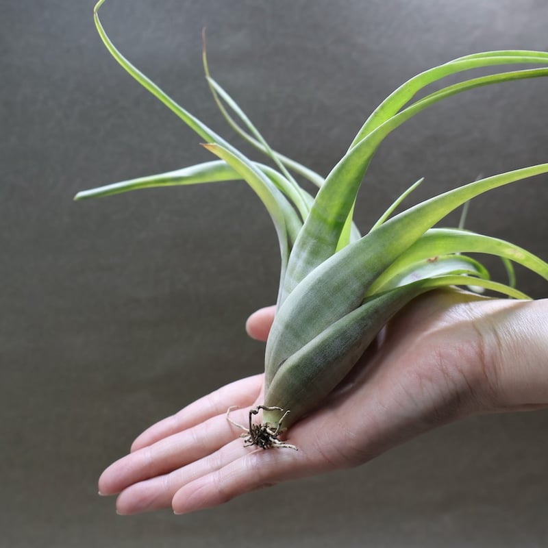 フレクスオーサ 15号 | air-plants TENGU-DO