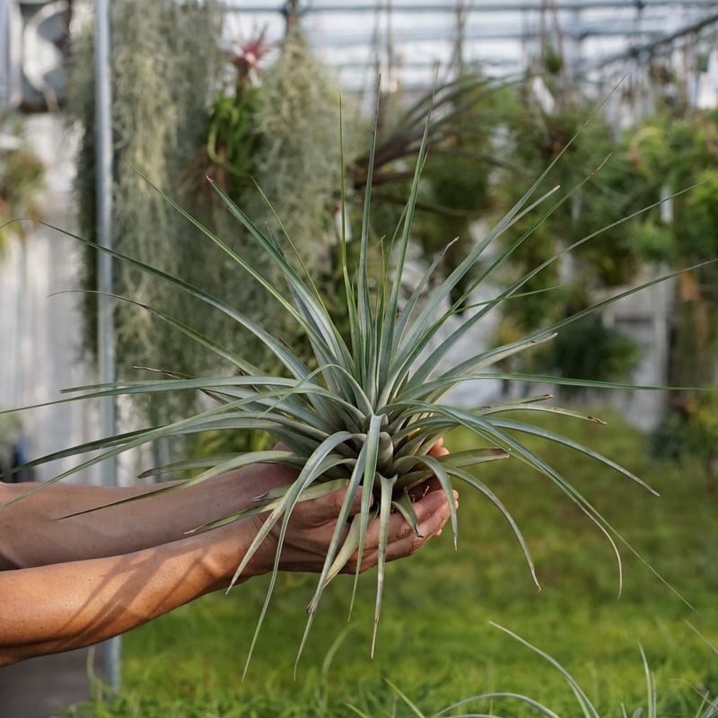 スタッフ特選】ファシクラータ・トリコロール 大株 | air-plants TENGU-DO