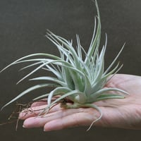 スプレンゲリアナ Lサイズ 02号 | air-plants TENGU-DO