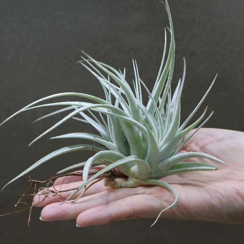 レクルビフォリア サブセクンディフォリア 21号 | air-plants TENGU-DO