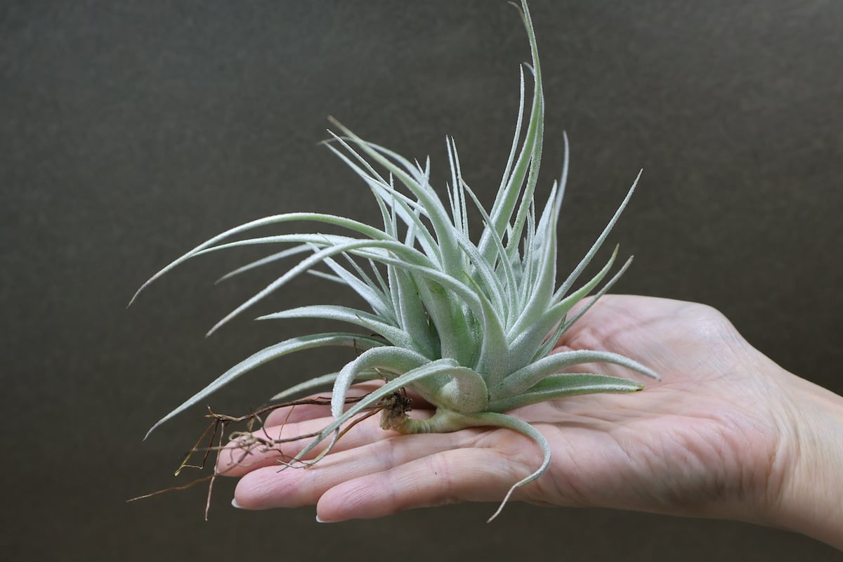 レクルビフォリア サブセクンディフォリア 21号 | air-plants TENGU-DO