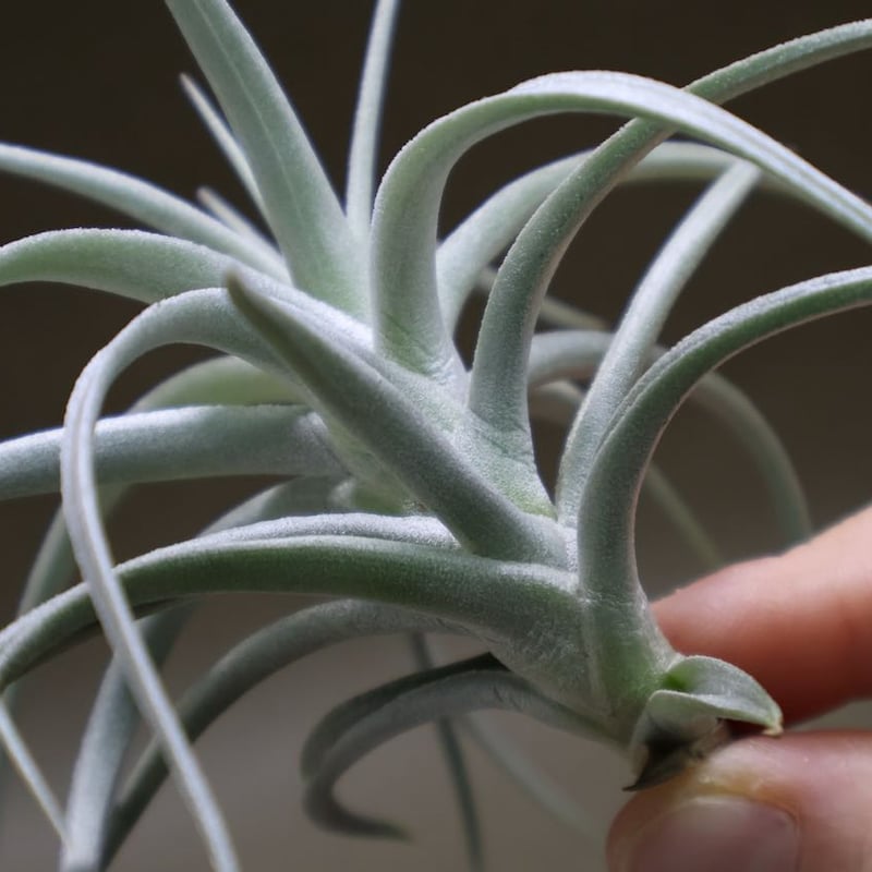 ストリクタ エンジェルホワイト 05号 | air-plants TENGU-DO