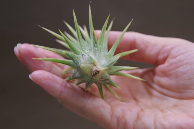 イオナンタ アルボマージナータ Sサイズ 37号 | air-plants TENGU-DO イオナンタ アルボマージナータ Sサイズ 37号 | air-plants TENGU-DO