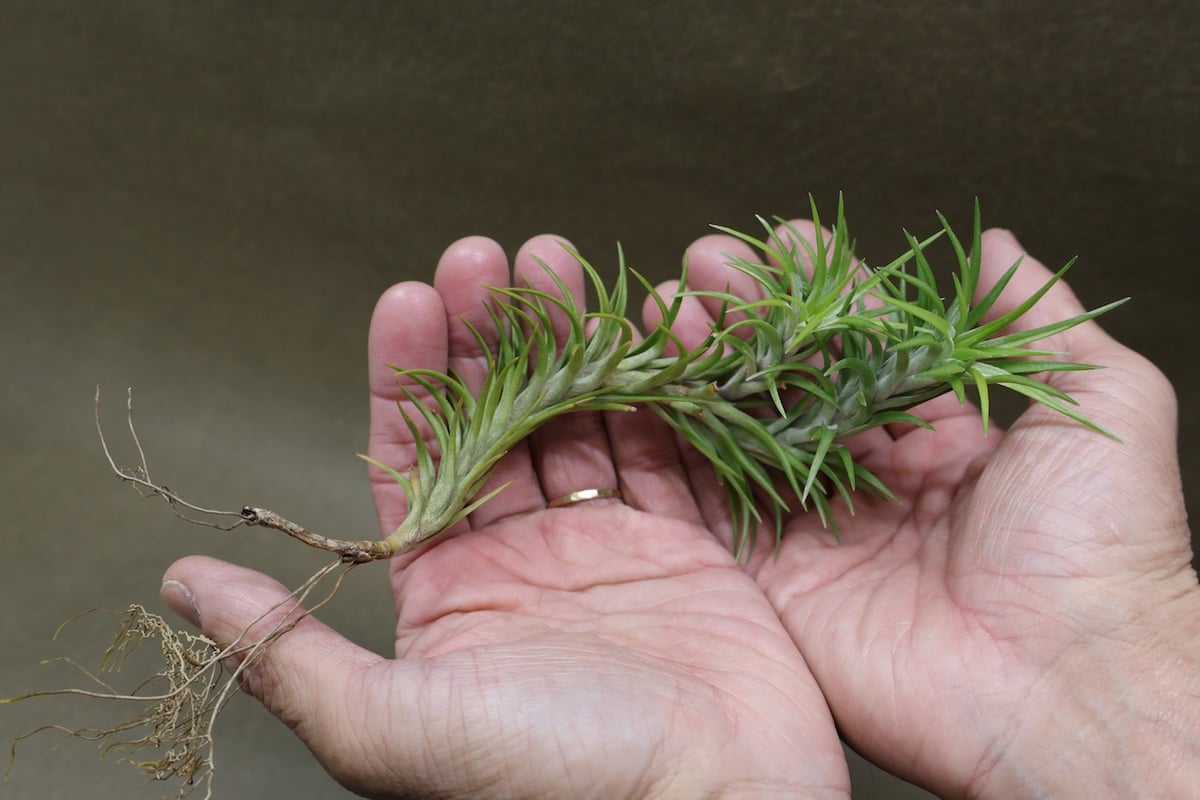 アラウジェイ 31号 | air-plants TENGU-DO