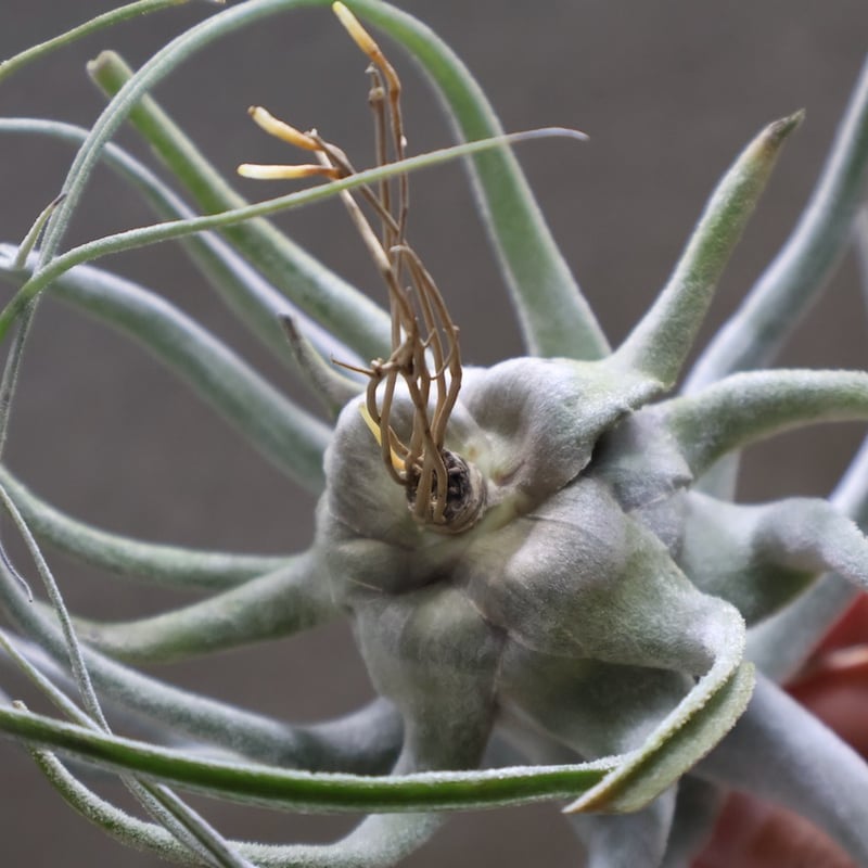 ルシール （ エーレルシアナ × ストレプトフィラ ） 15号 | air-plants