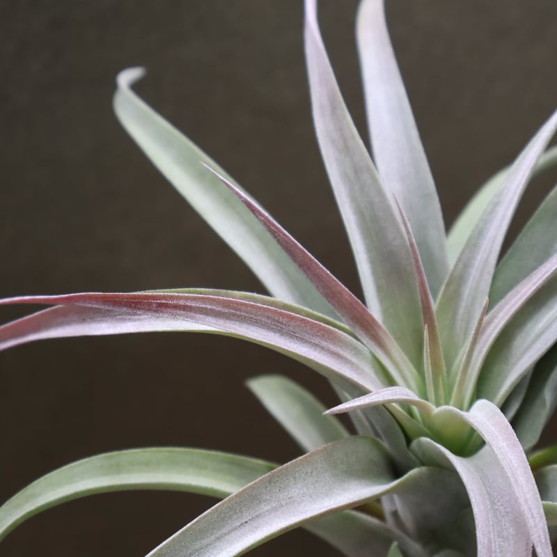 エアプランツ チランジア 希少特大株 ブラキカウロス×キセログラフィカ エアプランツ チランジア 希少特大株 ブラキカウロス